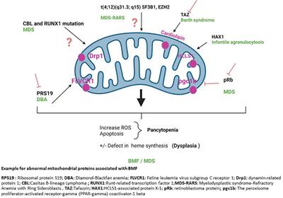 Acquired and hereditary bone marrow failure: A mitochondrial perspective